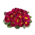Afbeelding van Primula P10.5 Rose